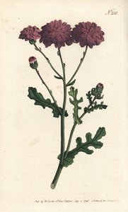 Yabani cineraire - Mor yerfıstığı veya ragwort, Senecio elegans. Sydenham Edwards rom William Curtis
