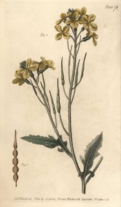 Yabani turp, Raphanus raphanistrum, Siliquosa. Sydenham Edwards