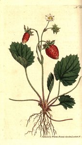 Yaban çileği, Fragaria vesca (Tek yapraklı çilek veya Versailles çileği, Fragaria monophylla). William Curtis