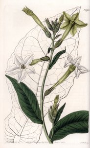 Kanat tütünü veya süs tütünü - S.Watts tarafından oyulmuş plaka, Sarah Anne Drake (1803-1857), Sydenham Edwards Botanik Kaydı