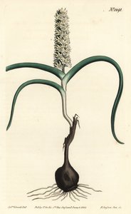 Wurmbea monopetala (Çok çiçekli melanthium, Melanthium monopetalum). William Curtis