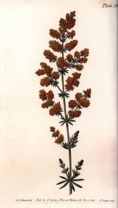Sarı gaillet veya sarı süt bıldırcını. Renkli bakır gravür, Sydenham Edwards (1768-1819) tarafından Botanik Konferansları için illüstrasyon, Lambeth Botanik Bahçesi (İngiltere) by Sydenham Teast Edwards