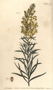Sarı kurbağa keteni veya aslanağzı, Antirrhinum majus, Angiospermia. William Curtis