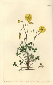 Sarı orman kuzukulağı, Oxalis micrantha (Cumming
