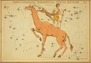 Camelopardalis, Tarandus ve Custos Messium, 