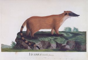 Viverra nasuta dişi, Sidney Parkinson tarafından renkli gravür (yaklaşık 1745-1771)