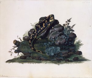 Semender, sulu boya, Sidney Parkinson (yaklaşık 1745-1771), Birleşik Krallık