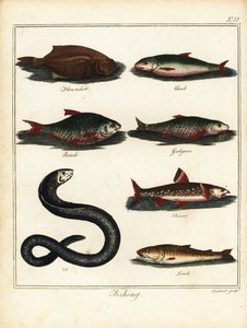 Balık tutma: pisi balığı, kefal, hamamböceği, gudgeon, charr, yılan balığı, çoprabalığı. 1792 (gravür)