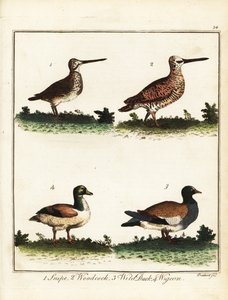 Av kuşları: su çulluğu, çulluk, yaban ördeği ve wigeon. 1792 (gravür)