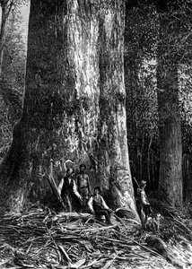 Dev okaliptüs, Avustralya, 1886