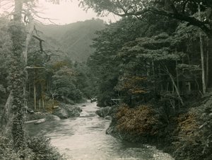 Yamanaka bölgesinde sonbahar ormanı, 1900 - 1915 civarı (fotoğraf)