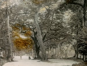 Shimogamo Parkı