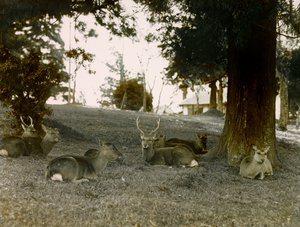 Kasauga Taisha Parkı, Nara