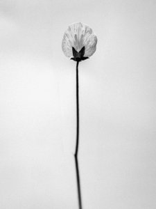 Çiçeklerin Arasında 26, 2021 (s/b fotoğraf) by Teis Albers