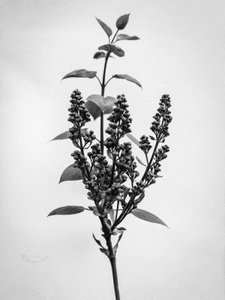 Çiçeklerin Arasında 66, 2021 (s/b fotoğraf) by Teis Albers