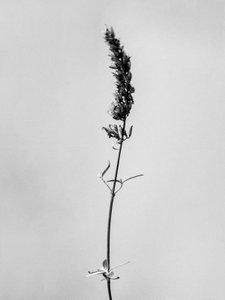 Çiçeklerin Arasında 74, 2021 (s/b fotoğraf) by Teis Albers