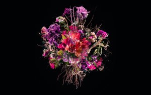 Buket VIIII, 2018 (fotoğraf) by Teis Albers