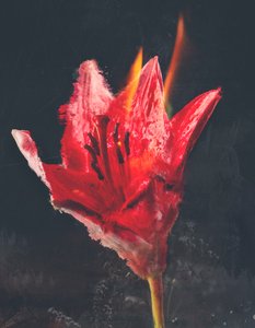 Combust, 2019 (tuval üzerine karışık teknik)