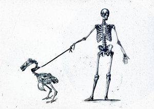 Dodo