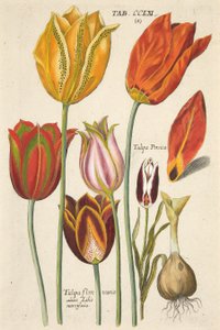 Laleler. Yeni Florilegium