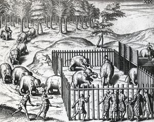 Pegu krallığında fil avı, şimdi Myanmar, Theodor de Bry (1528-1598), gravür by Theodore de Bry
