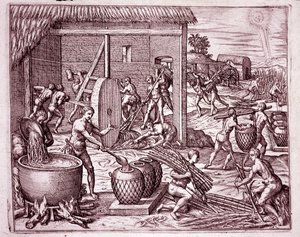 Amerika Tarihi: İspanyol fatihler için çalışan Hintli köleler tarafından şeker kamışı hasadı ve şeker üretimi (Gravür by Theodore de Bry