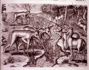 Diğer geyikleri avlamak için geyik derileri kullanan Kızılderililer (Gravür by Theodore de Bry