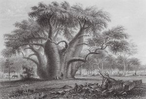  by Thomas (after) Baines