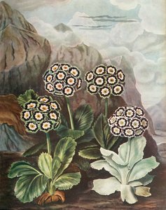 Kulak kepçeleri, c1802-1821, 1948