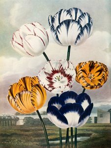 Laleler, c1802-1821, 1948.
