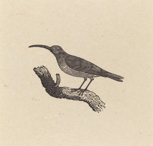 Bir kuş by Thomas Bewick
