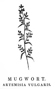 Artemisia cinsine ait bir aromatik bitki türü olan Pelin dalını tasvir eden tahta oyma. Gravür Thomas Bewick (1753-1828) İngiliz oymacı ve doğa tarihi yazarı by Thomas Bewick