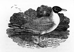 Kara Başlı Martı, Thomas Bewick
