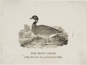 Brent Kazı by Thomas Bewick
