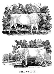 İngiliz Yabani veya Park Sığırı, 1790 by Thomas Bewick