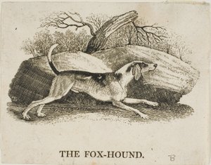 tilki köpeği by Thomas Bewick