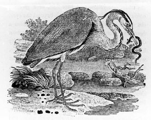 Heron, Thomas Bewick