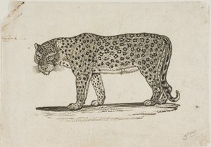 Leopar by Thomas Bewick