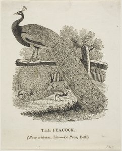 Tavuskuşu by Thomas Bewick