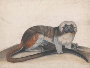 "The Pinche veya Red Tailed Monkey" (eski adıyla Cottenhead Marmoset) için çalışma by Thomas Bewick