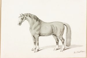 Kara At (kağıt üzerine mürekkep) by Thomas Bewick