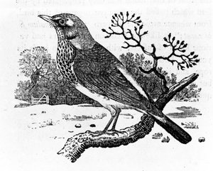 Fieldfare, Thomas Bewick
