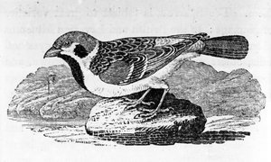 Dağ Serçesi, Thomas Bewick