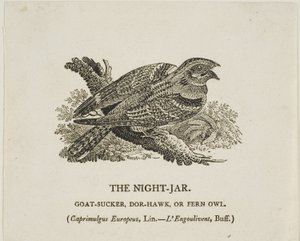 Gece Kavanozu by Thomas Bewick