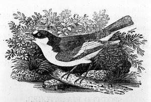 Alaca Sinekkapan, Thomas Bewick
