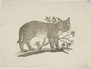 Serval by Thomas Bewick