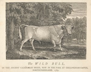 Eski Kaledonya Cinsinden Yabani Boğa, Northumberland, Chillingham-Castle'da Şimdi Parkta.