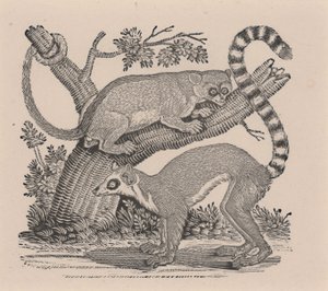"Dört Ayaklıların Genel Tarihi"nden İki Lemur by Thomas Bewick