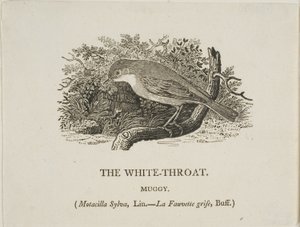 Beyaz Boğaz (Kuş) by Thomas Bewick