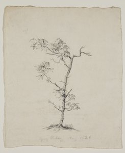 Genç Hickory by Thomas Cole